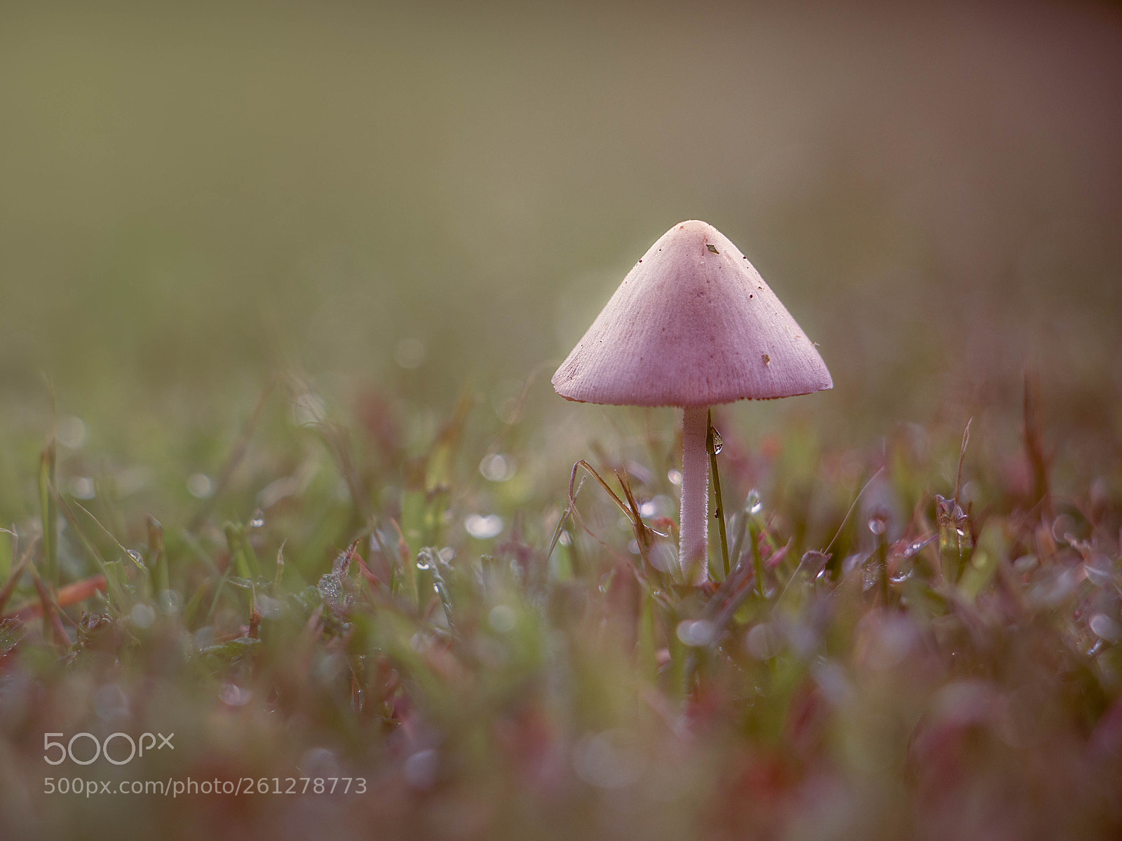 Canon EOS 70D sample photo. Mushroom at dawn photography