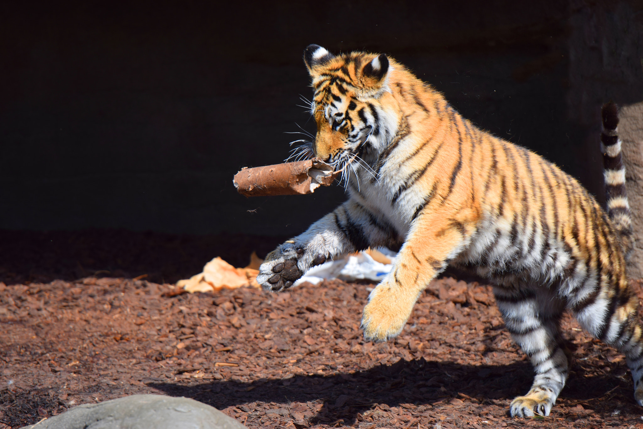 Nikon AF-S Nikkor 70-200mm F2.8G ED VR II sample photo. Tiger cub playing fun photography
