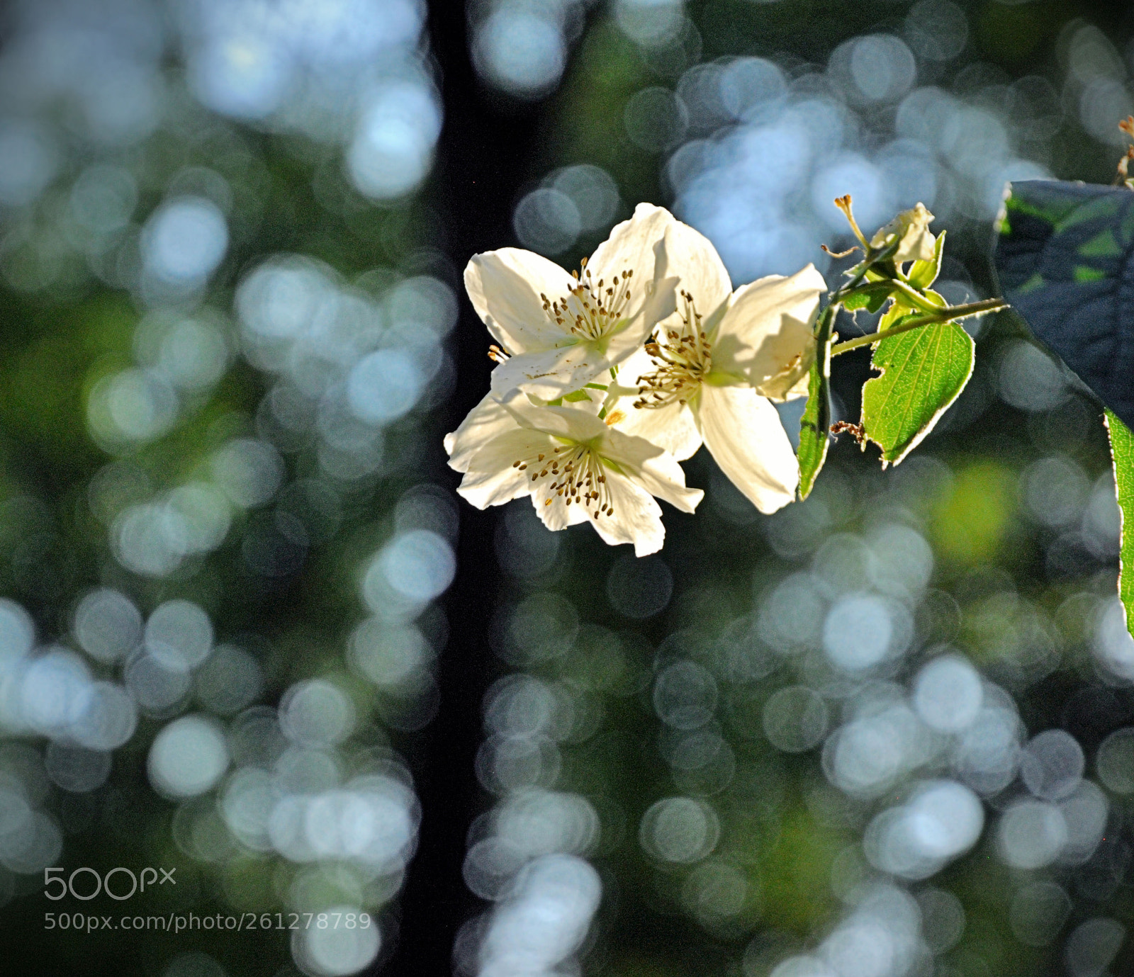 Nikon D90 sample photo. Blossom bokeh photography