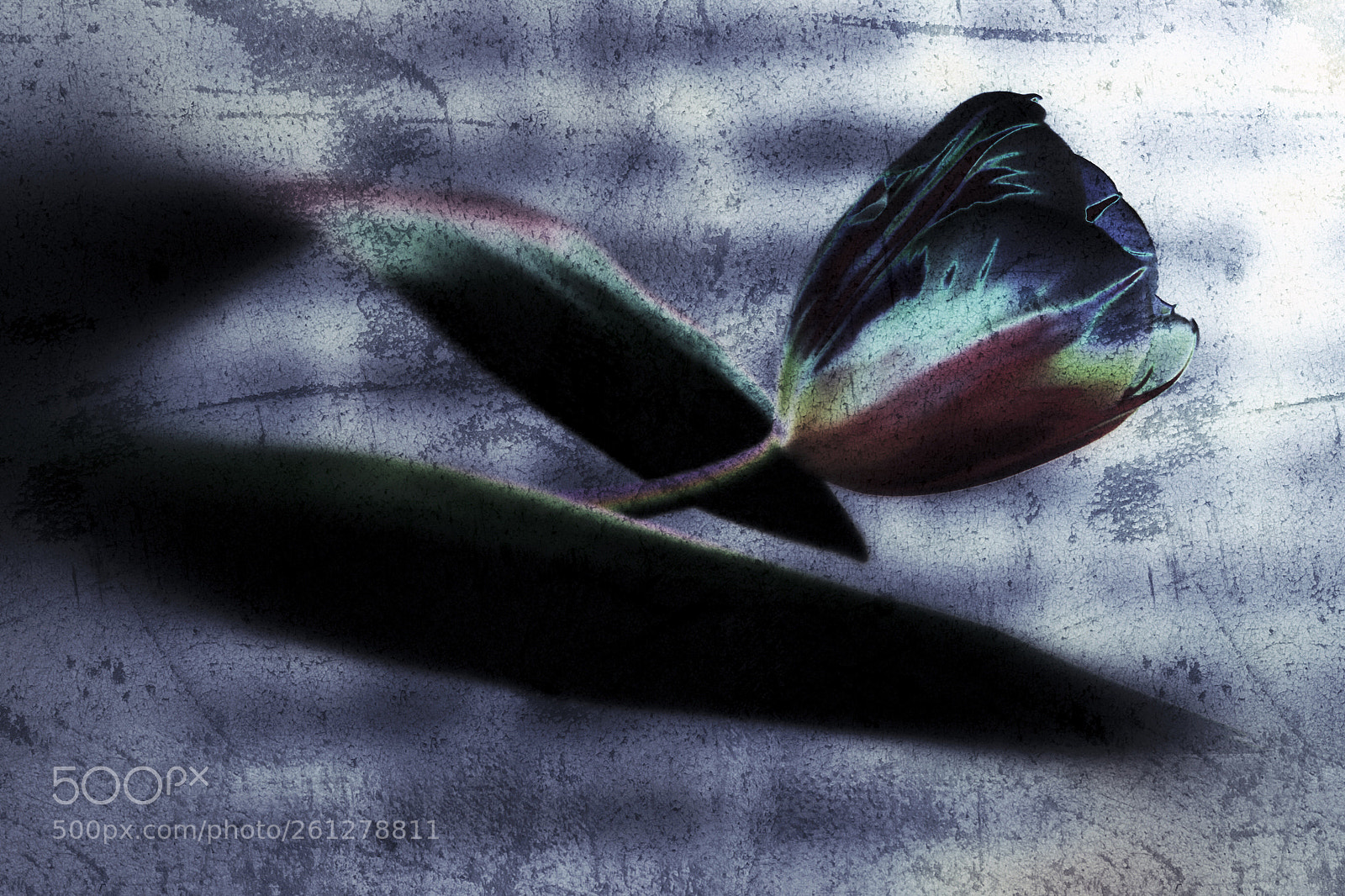 Canon EOS 6D sample photo. Untitled photography