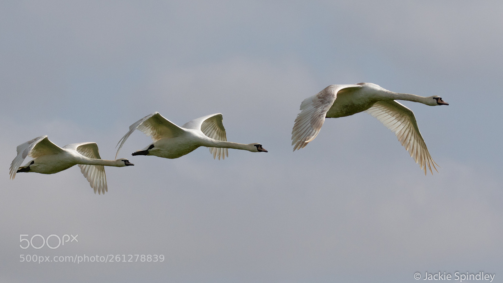 Canon EOS 7D Mark II sample photo. Trio of swans photography