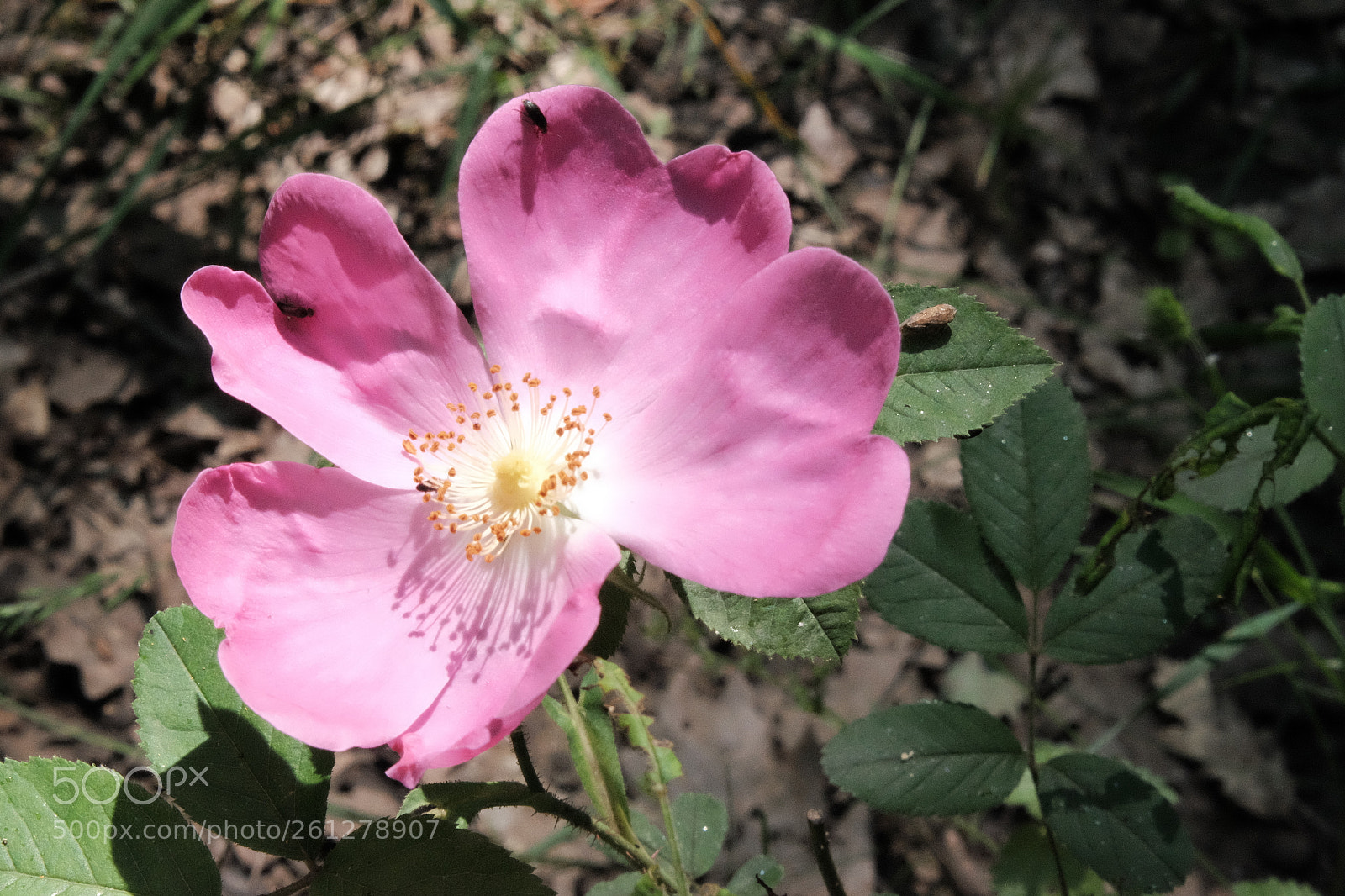 Fujifilm X-T1 sample photo. Pink innocence photography