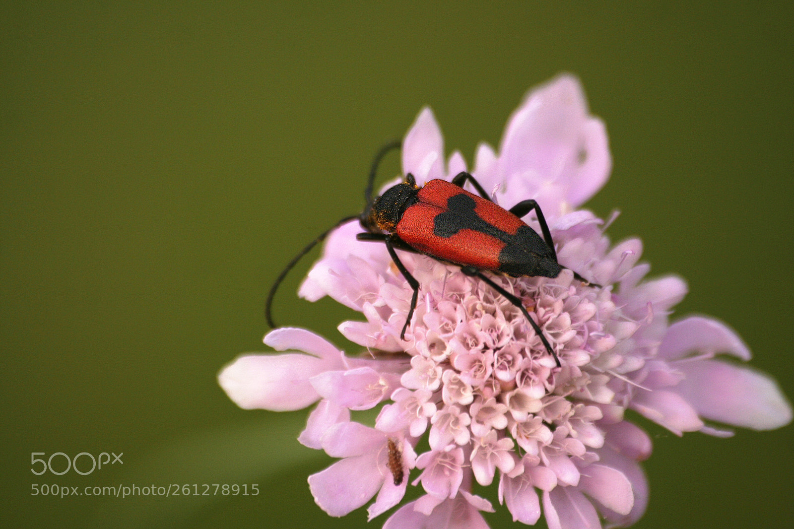 Canon EOS 350D (EOS Digital Rebel XT / EOS Kiss Digital N) sample photo. Red beetle photography