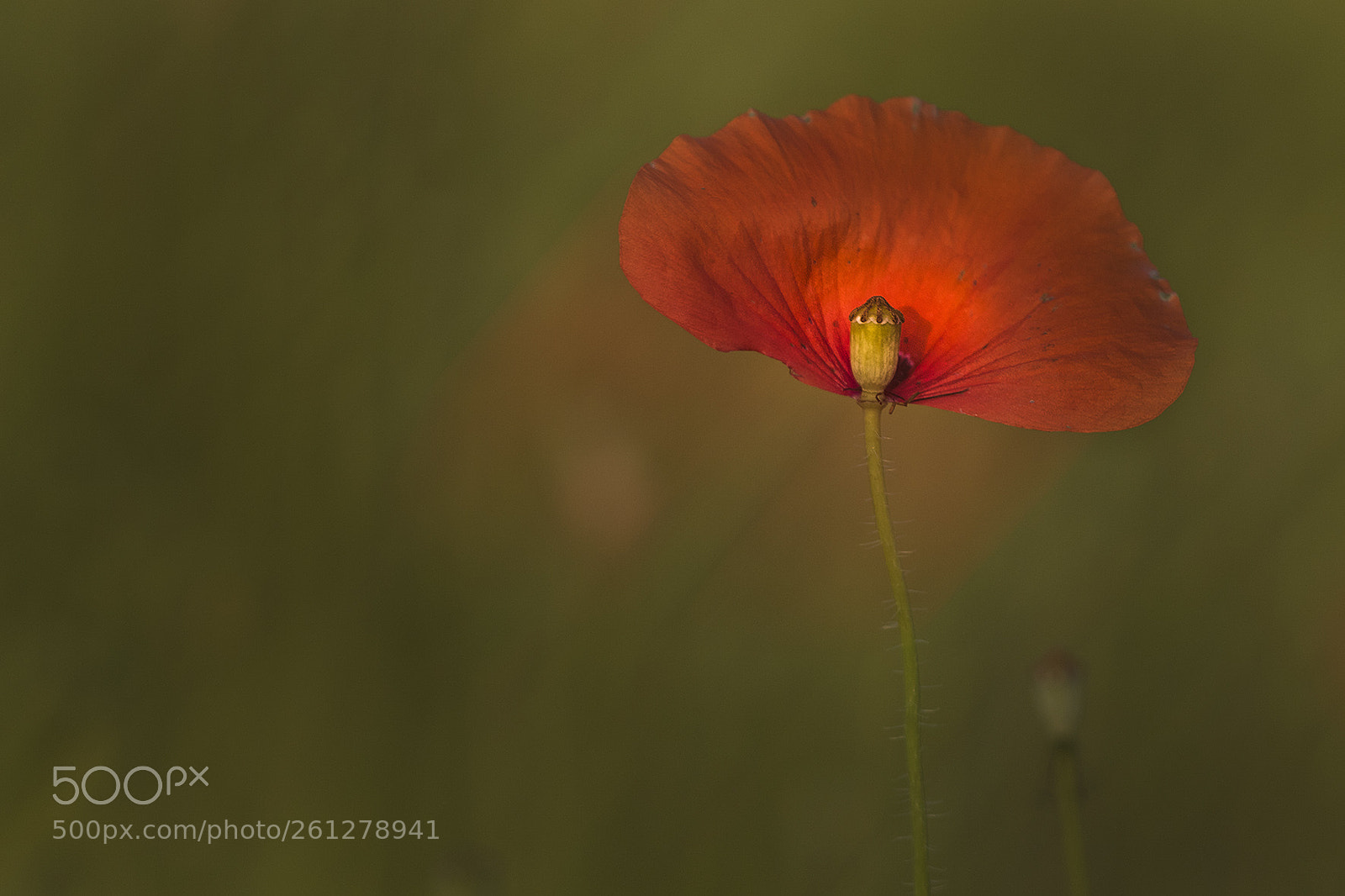 Canon EOS 7D Mark II sample photo. Corn poppy photography