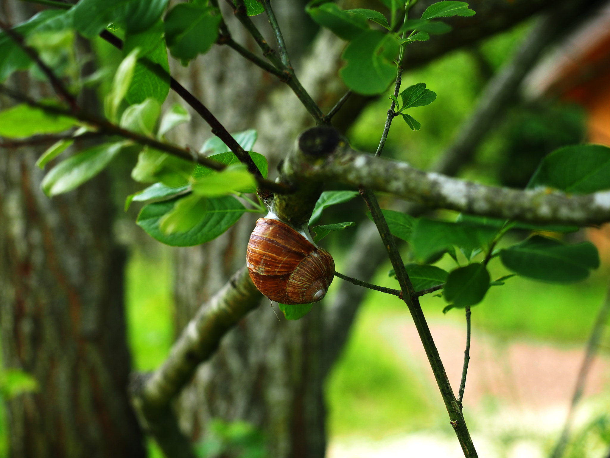 Olympus OM-D E-M10 III sample photo. #snail photography