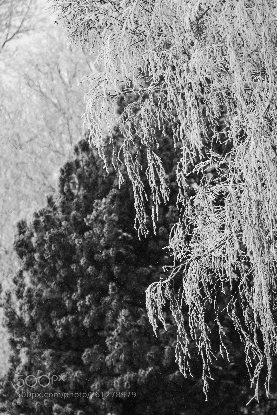 Canon EOS 30D sample photo. Black and white trees photography
