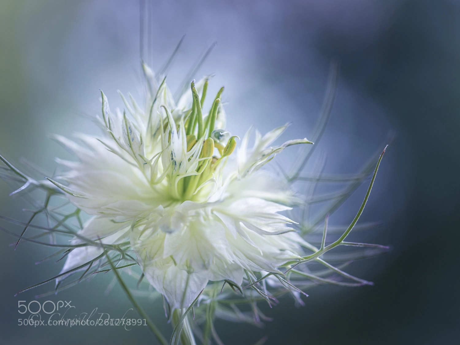 Nikon D750 sample photo. White star photography