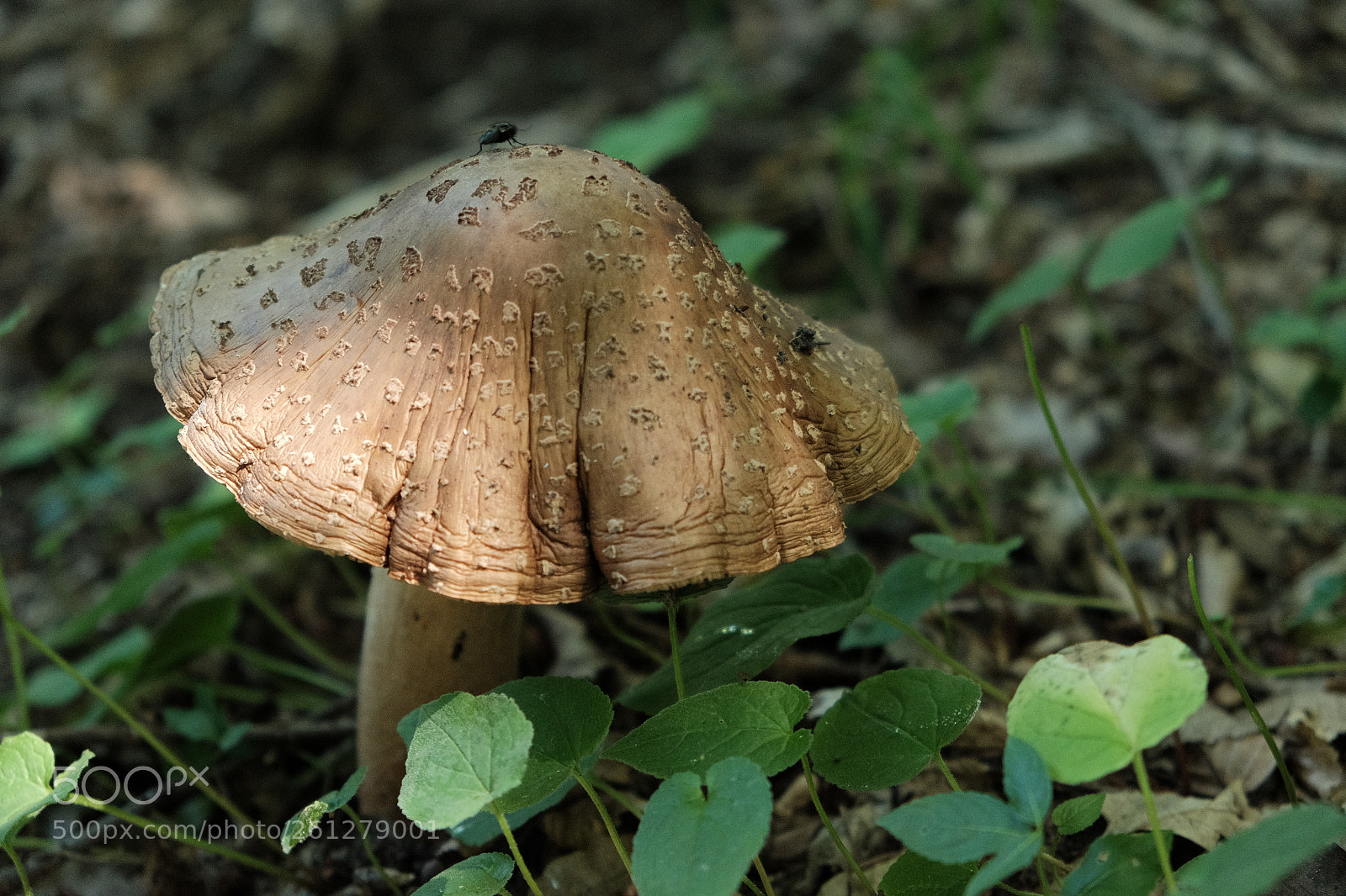 Fujifilm X-T1 sample photo. On top of the photography