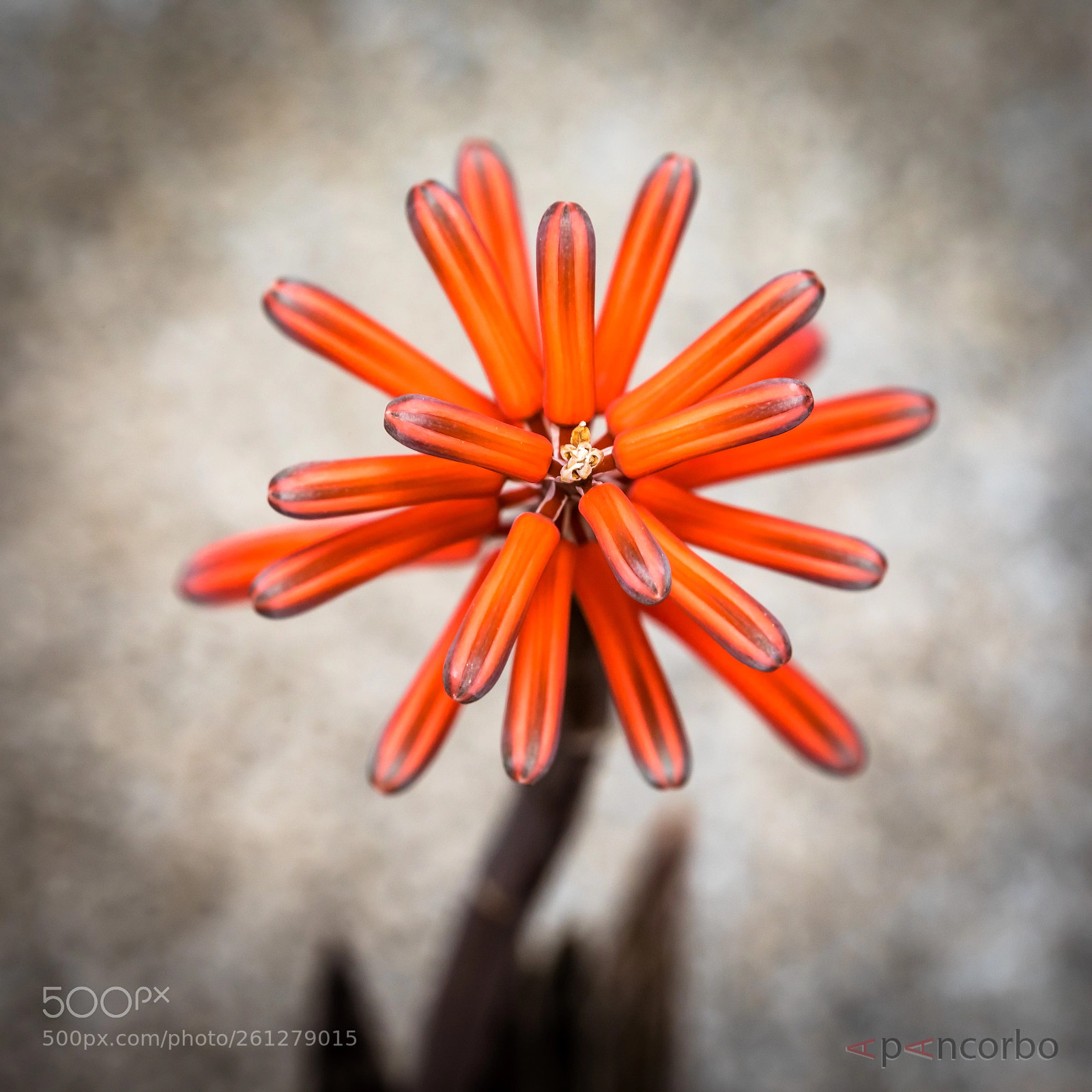 Canon EOS 5D Mark IV sample photo. Flor de aloe photography
