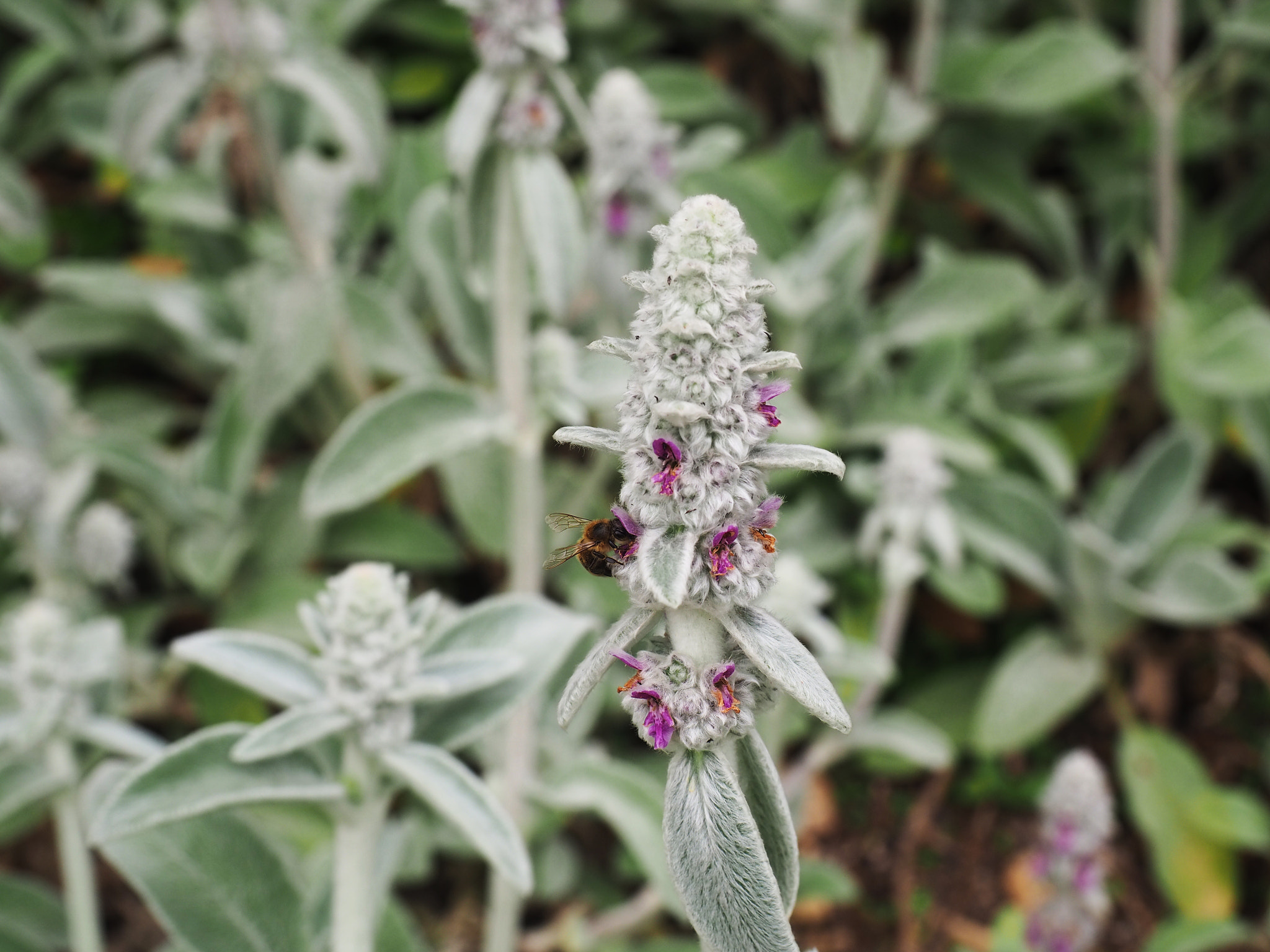 Olympus OM-D E-M10 III sample photo. #miam #flowers #wings photography