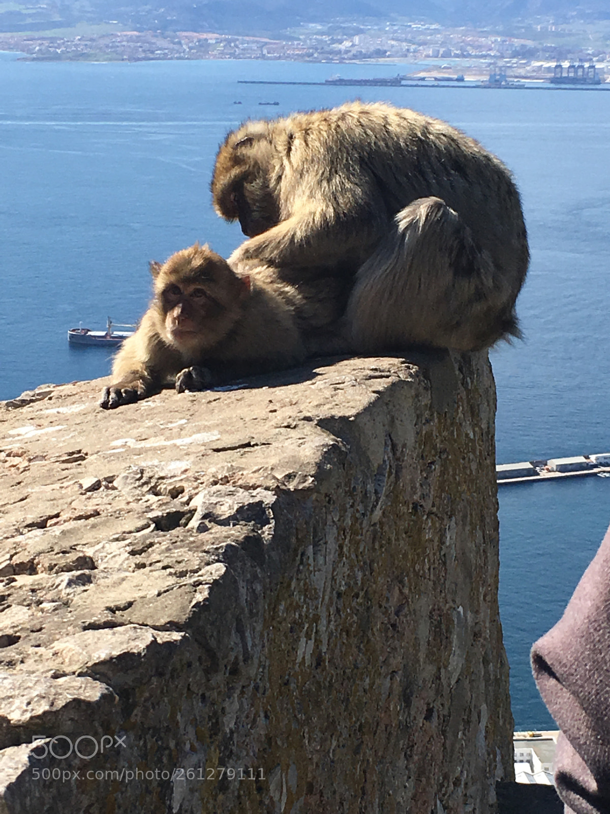 Apple iPhone SE sample photo. Monkey business  photography