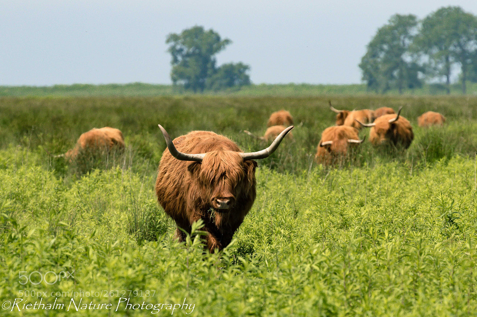 Canon EOS 7D Mark II sample photo. Schotse hooglanders photography
