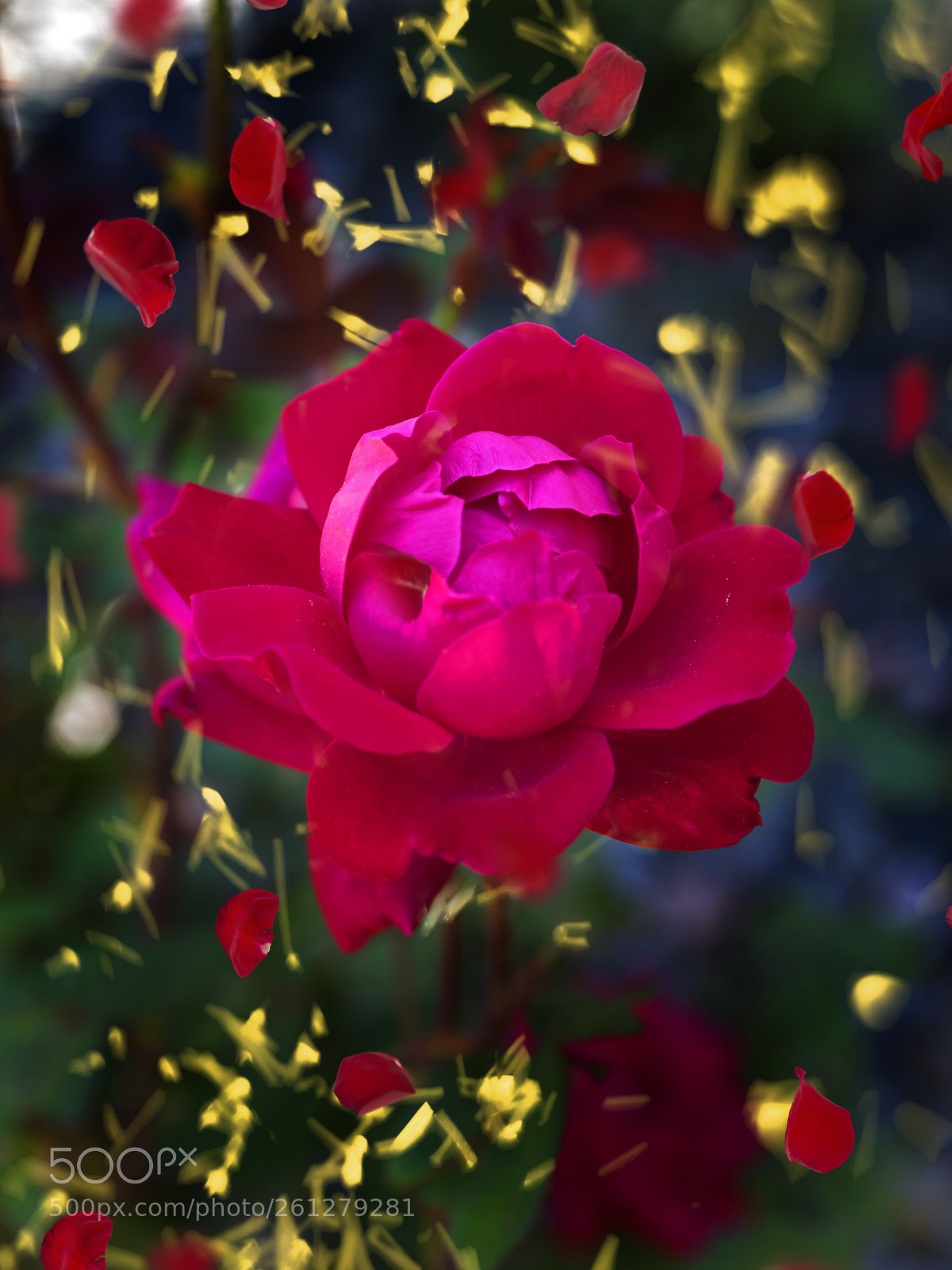 Nikon D810 sample photo. First rose photography