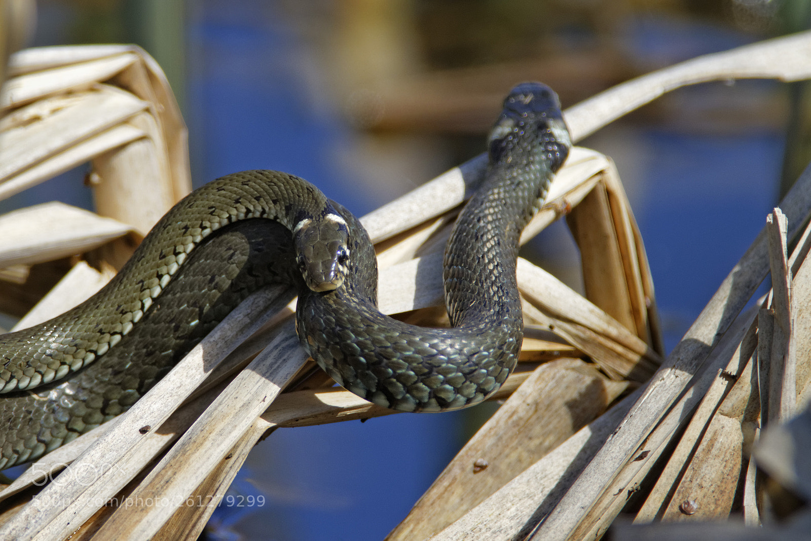 Canon EOS 7D sample photo. Snake love photography