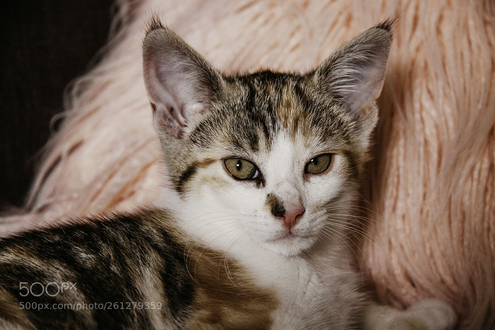 Canon EOS 50D sample photo. Prism photography