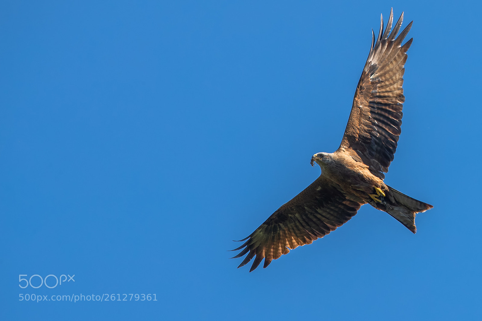 Canon EOS-1D X Mark II sample photo. Kite and prey photography