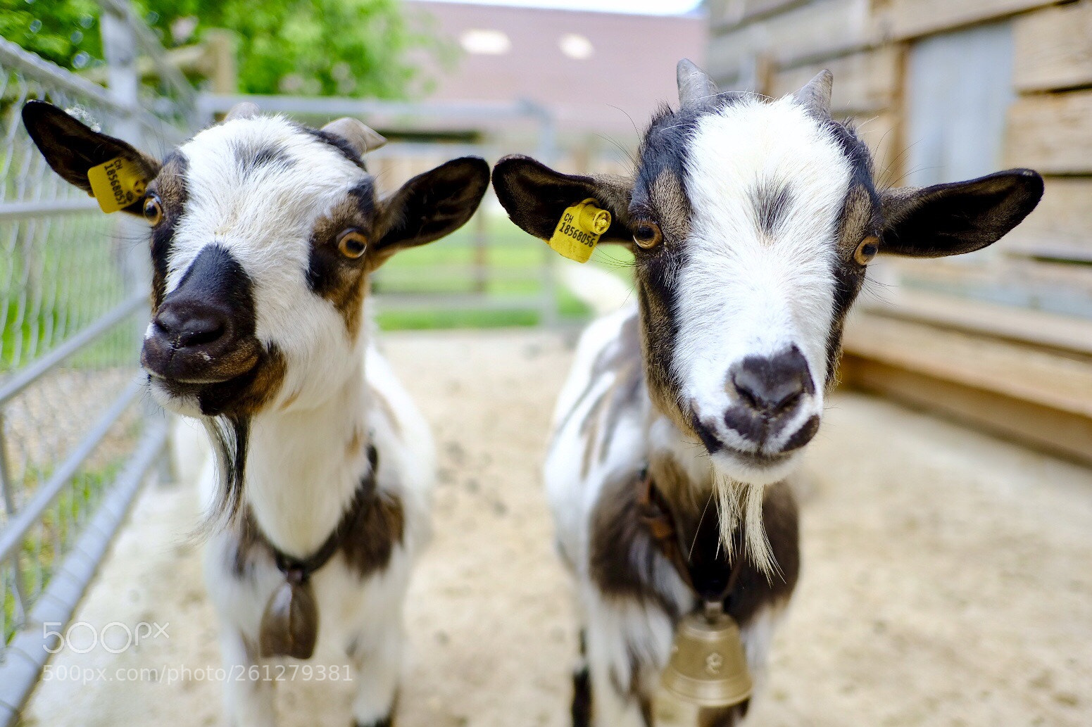 Fujifilm X-T2 sample photo. Ziegen photography