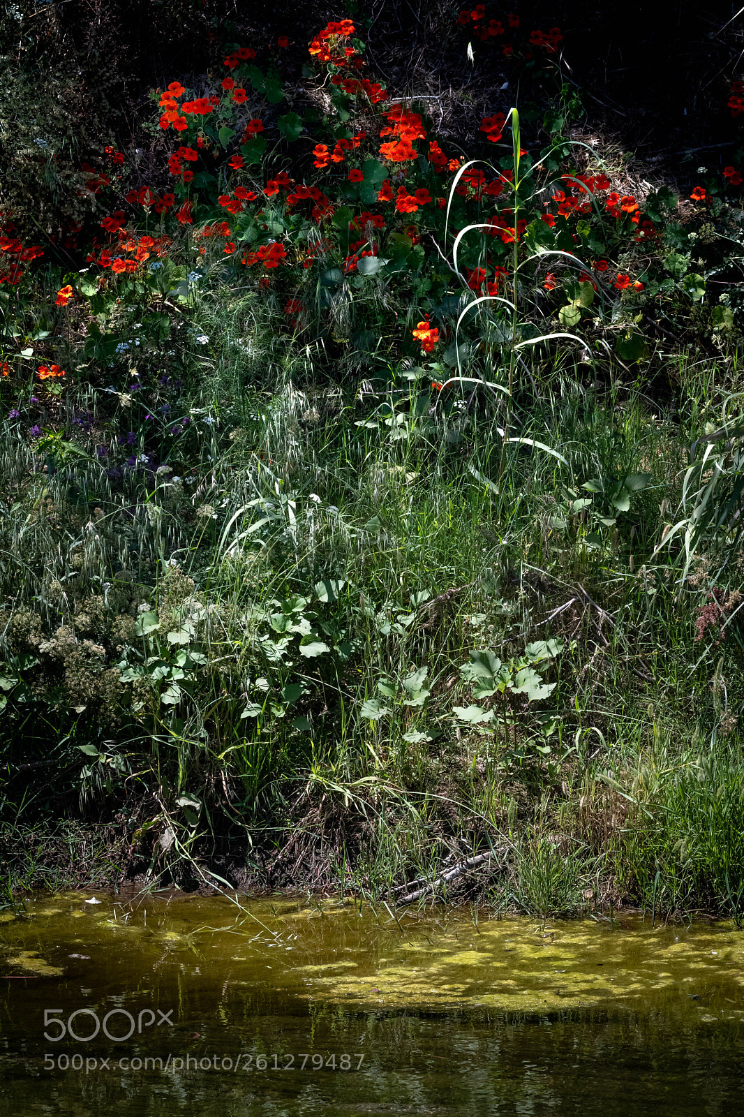 Nikon D500 sample photo. Wild setup photography