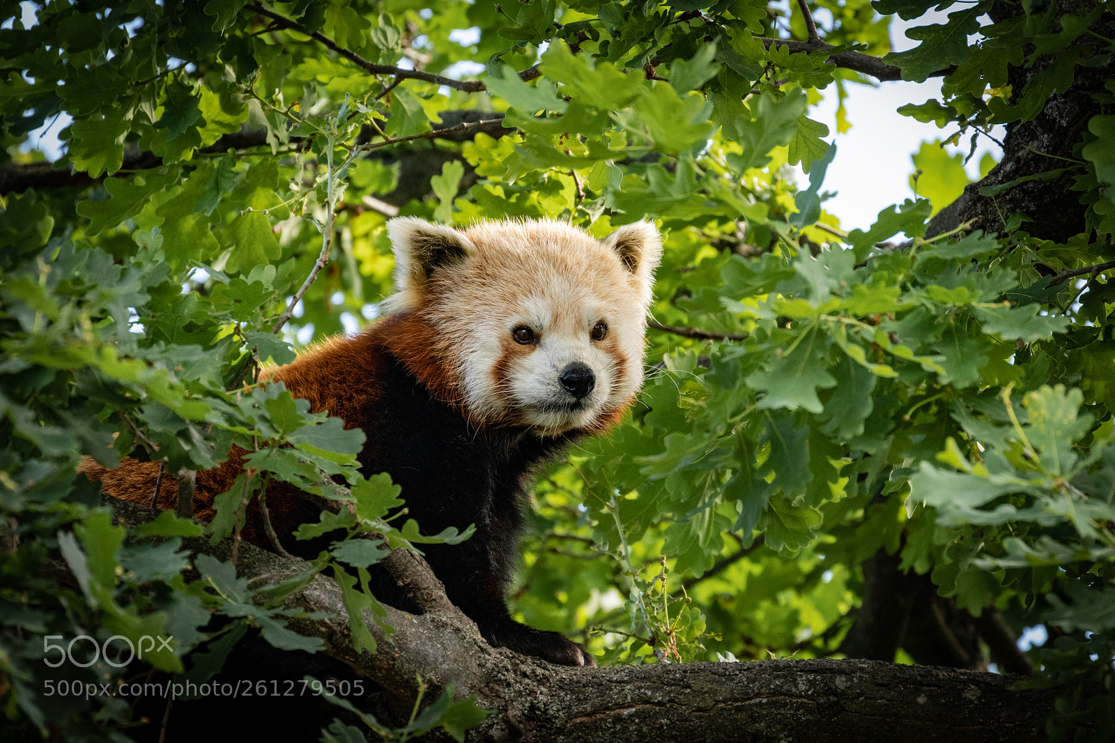 Canon EOS 80D sample photo. Red panda photography