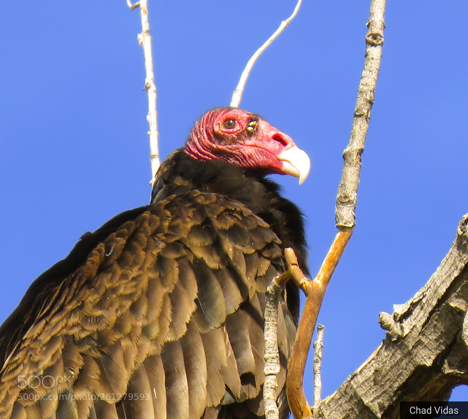 Canon PowerShot SX60 HS sample photo. Turkey vulture photography