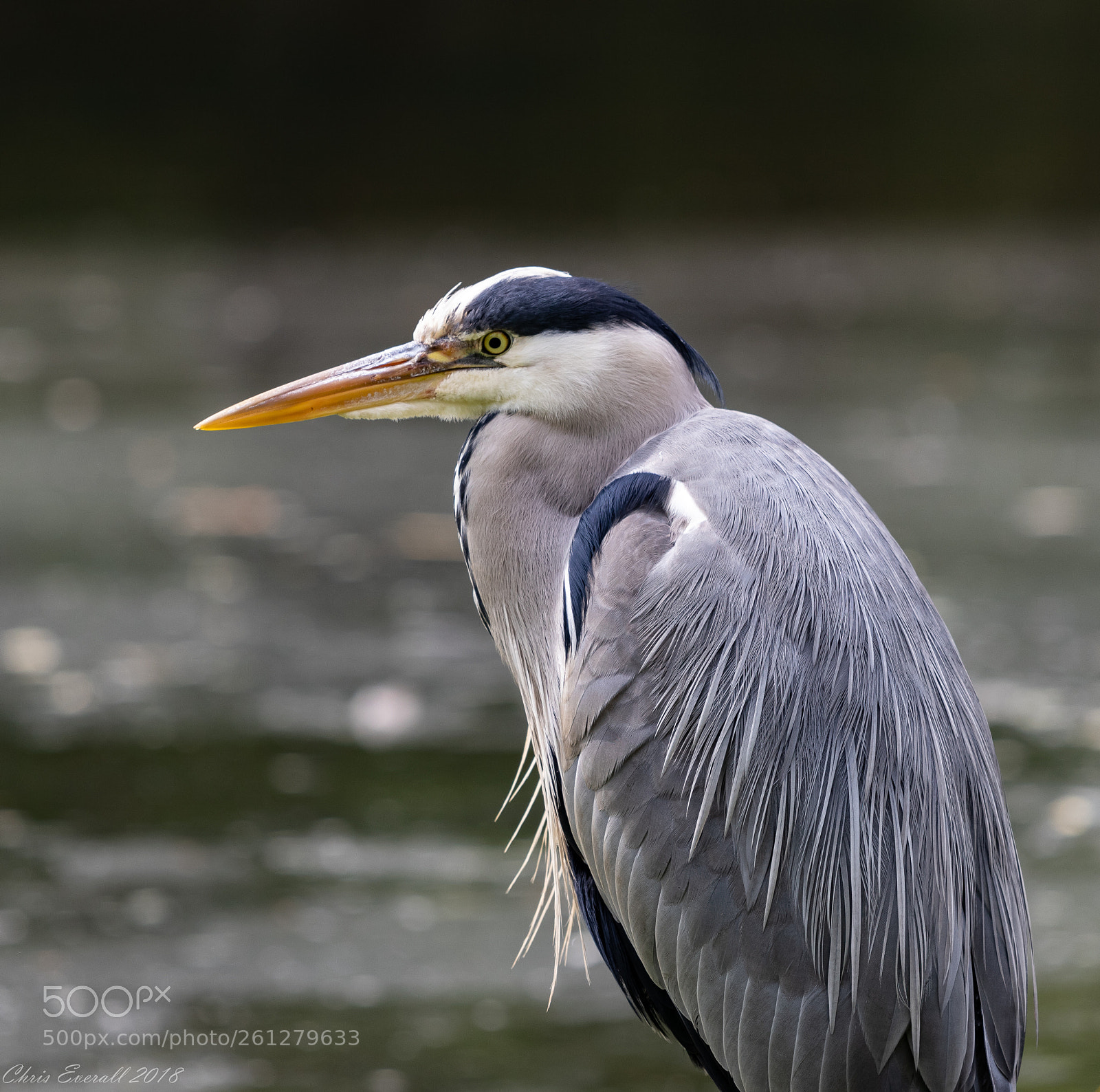 Canon EOS 77D (EOS 9000D / EOS 770D) sample photo. Gray heron photography