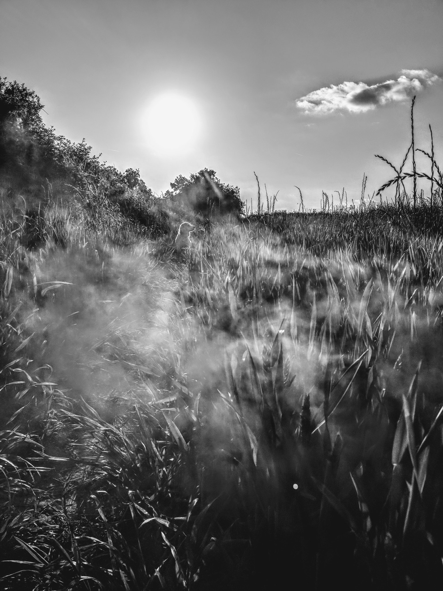 Google Pixel 2 XL sample photo. Summer walks in black and white photography