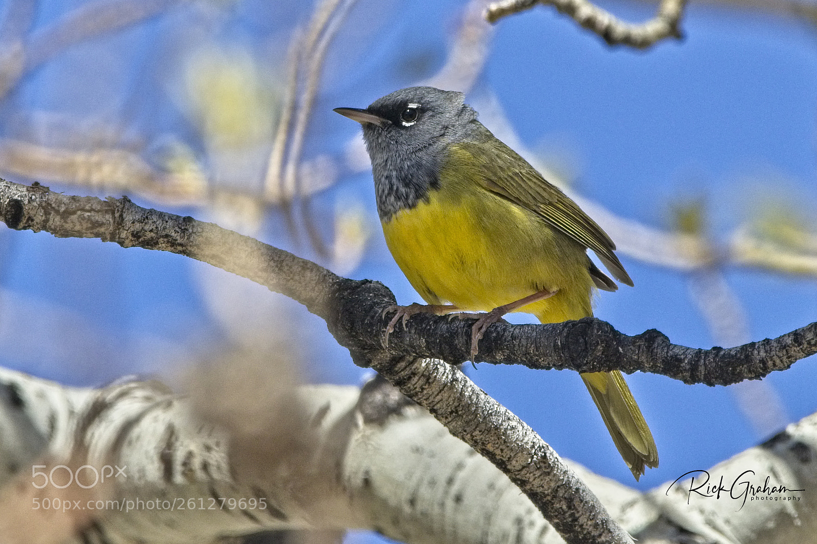 Canon EOS 80D sample photo. Macgillivray’s warbler photography