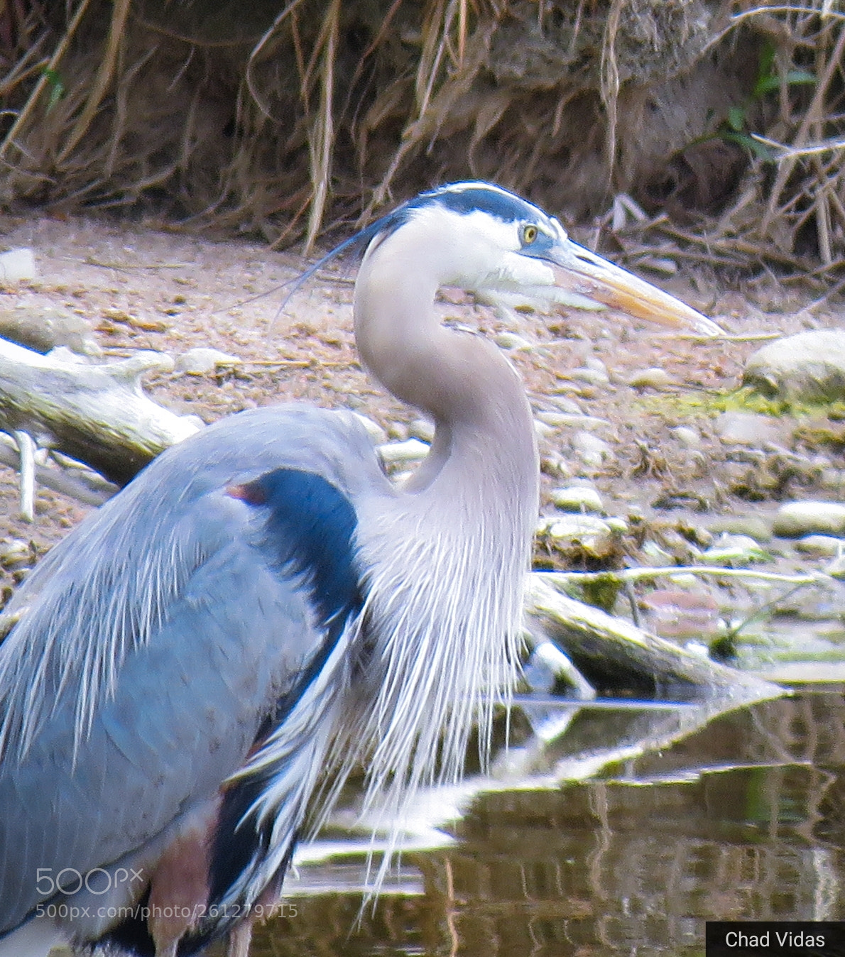 Canon PowerShot SX60 HS sample photo. Heron time photography