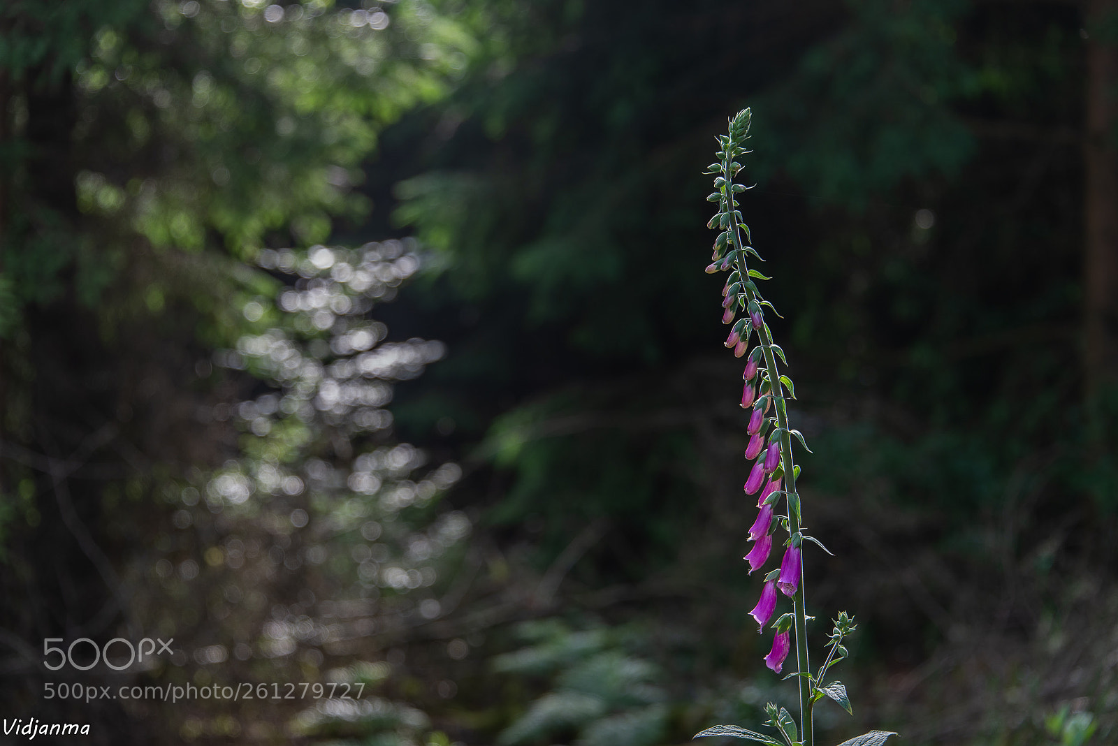Nikon D610 sample photo. Scout photography
