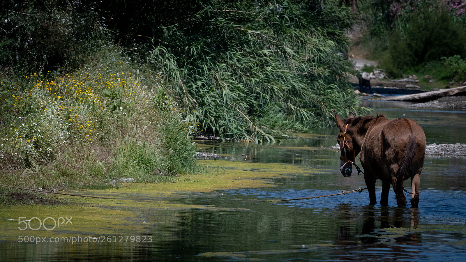 Nikon D500 sample photo. Mule at the river photography