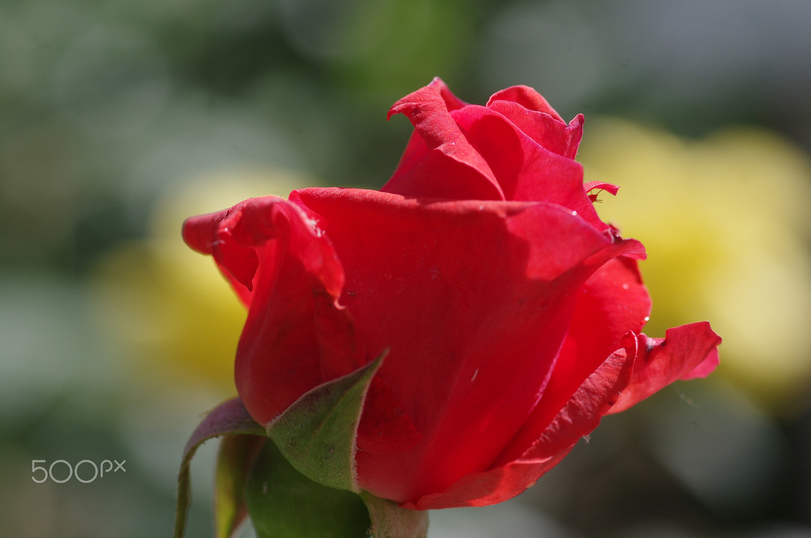 Pentax K-3 II sample photo. Red rose photography