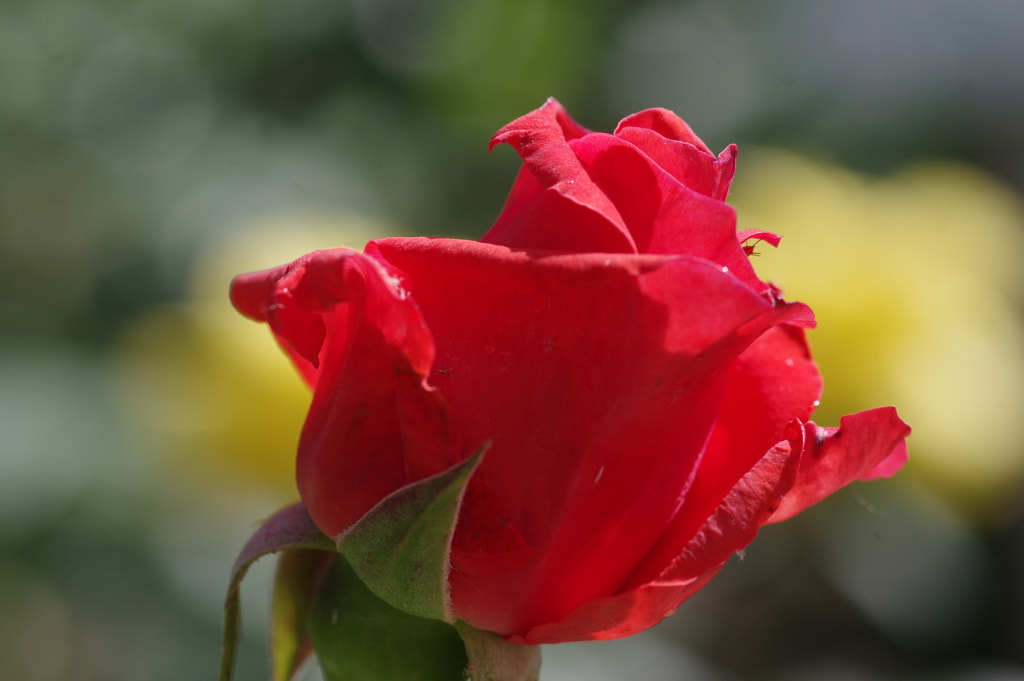 Red Rose by Franck Lefevre on 500px.com