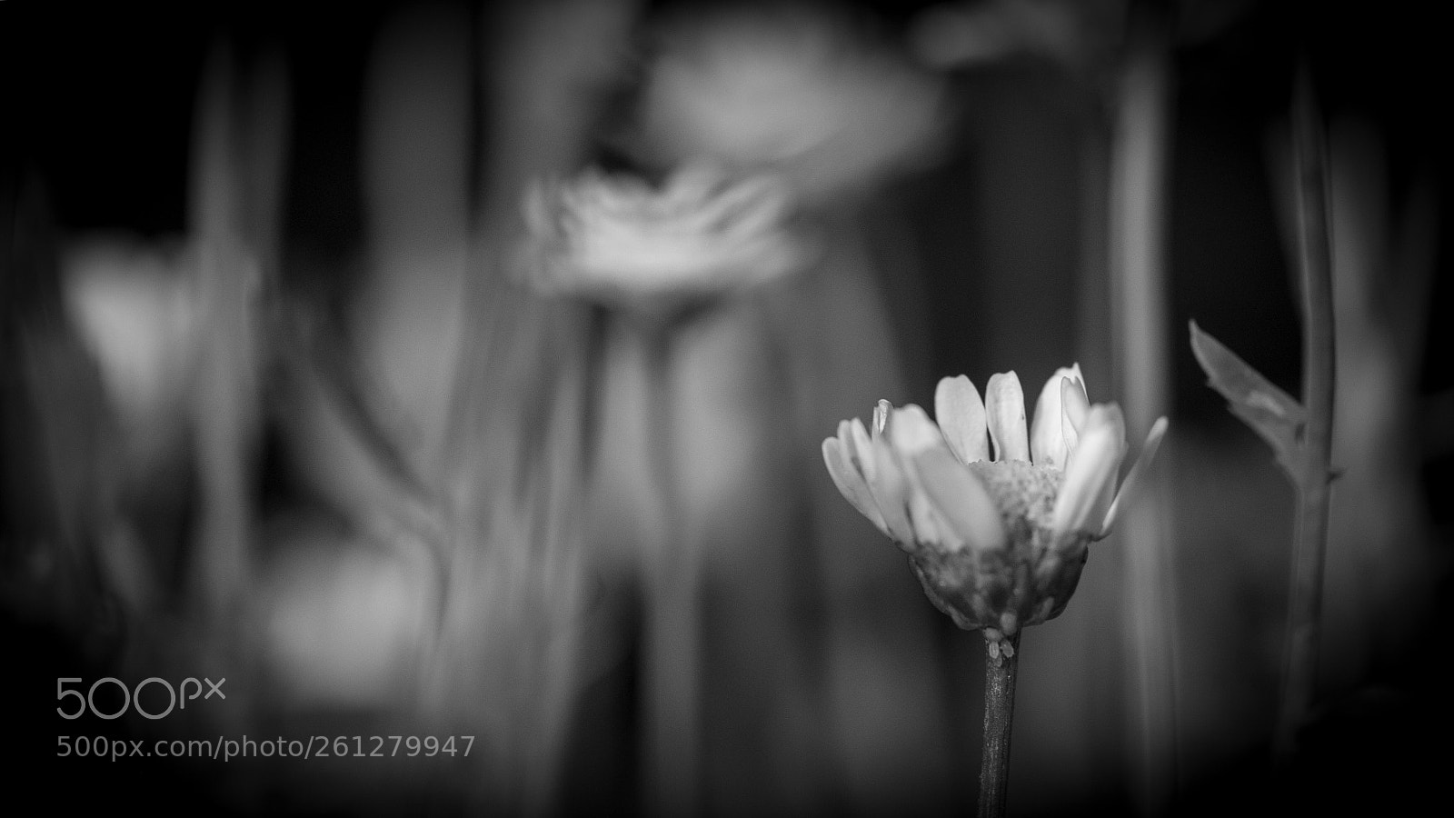 Nikon D610 sample photo. Like a film / garden  photography