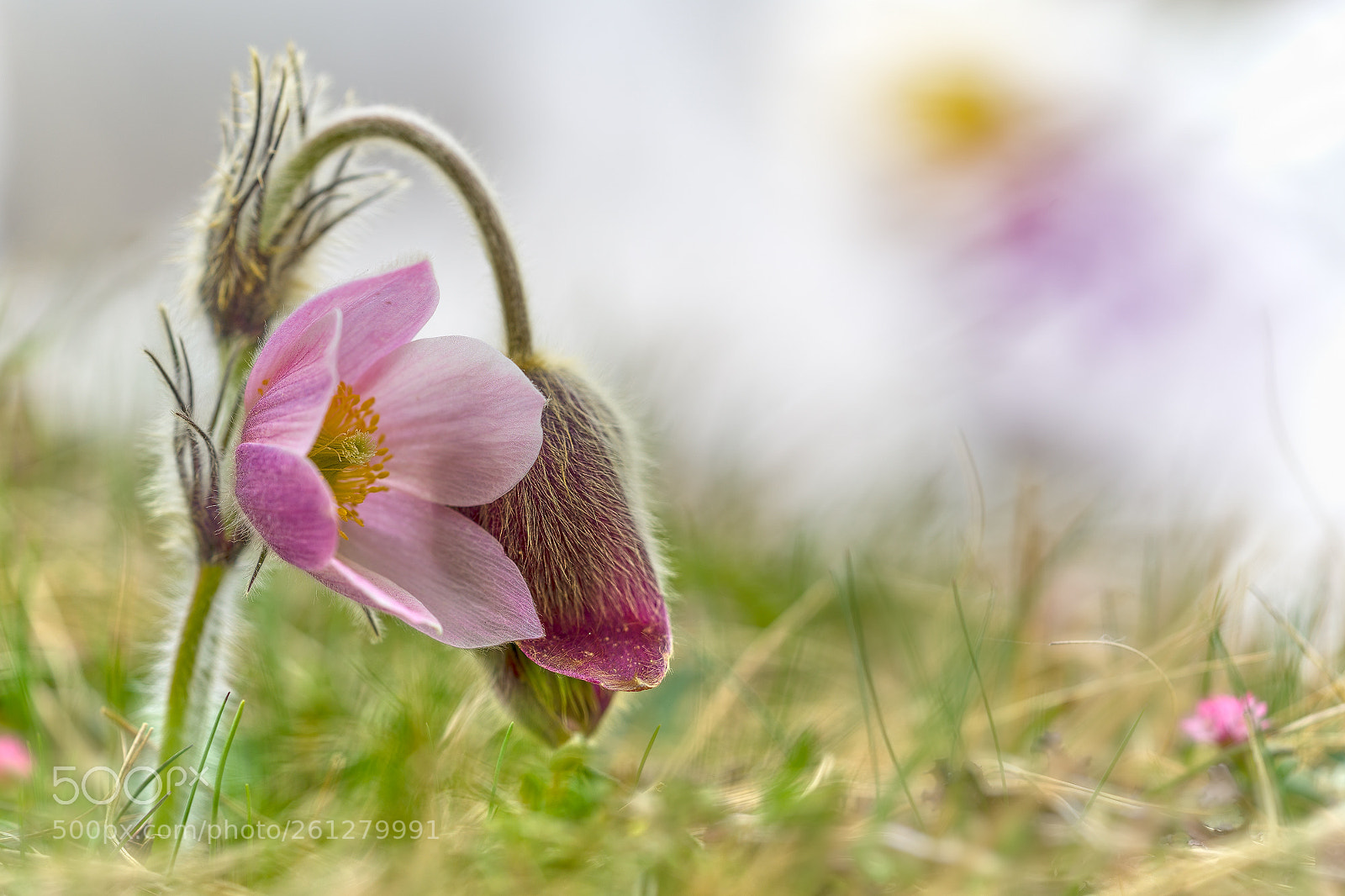 Sony a7 II sample photo. Kuhschelle photography