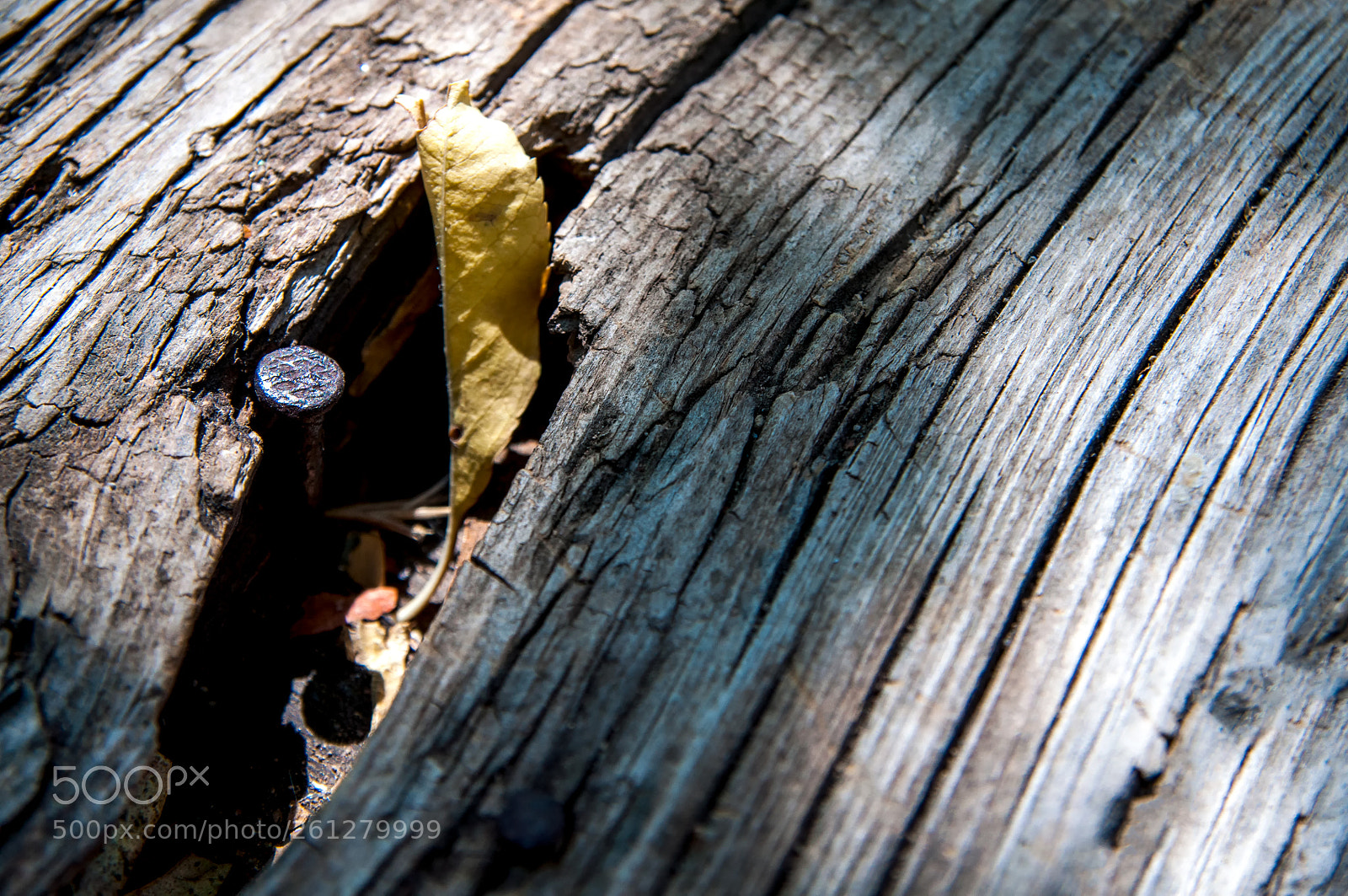 Nikon D90 sample photo. Scar photography