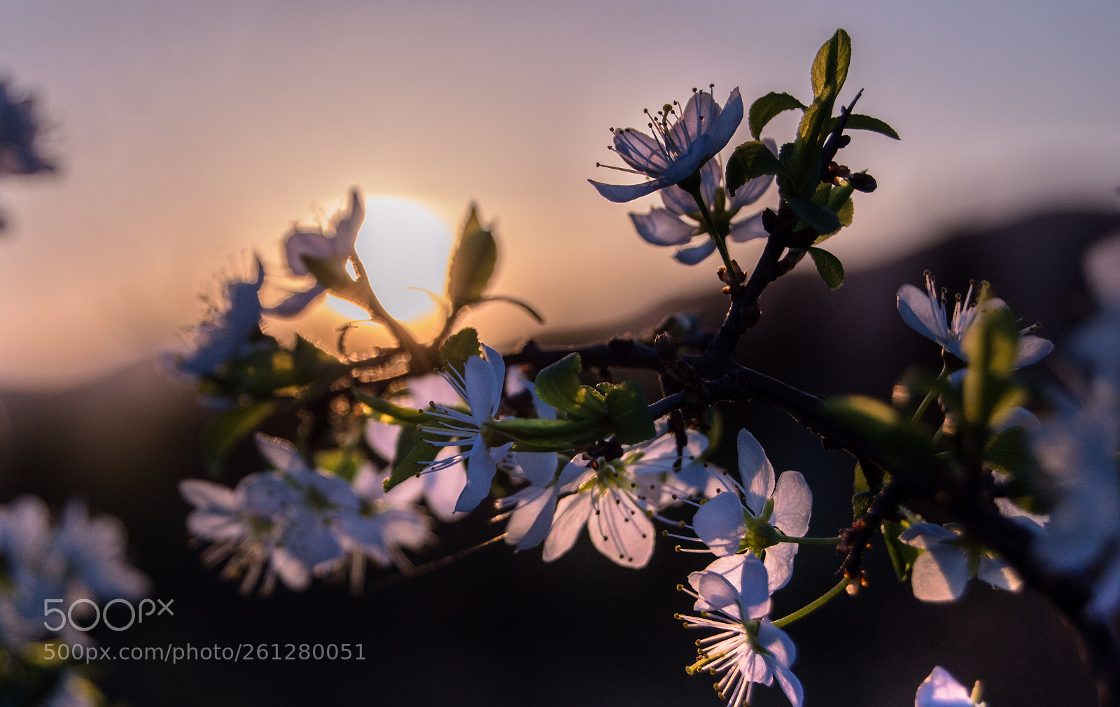 Nikon D3200 sample photo. Flowers photography