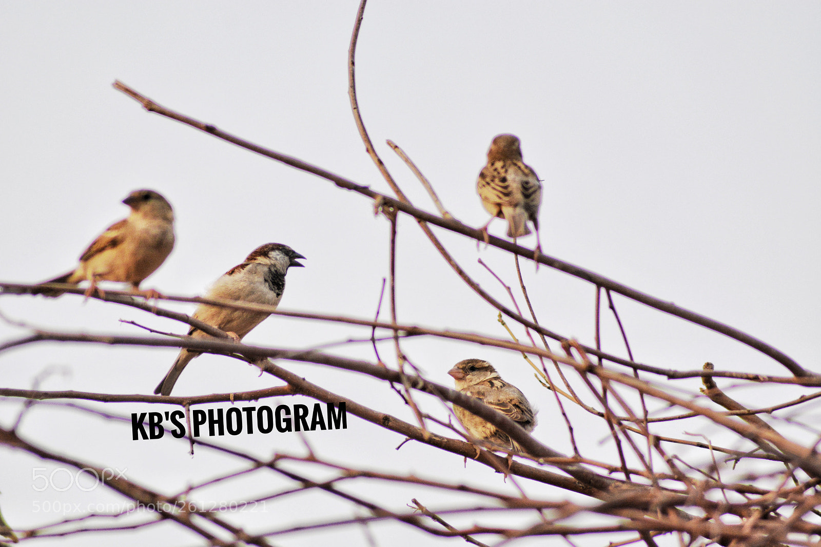 Nikon D5200 sample photo. Chirping sparrows photography