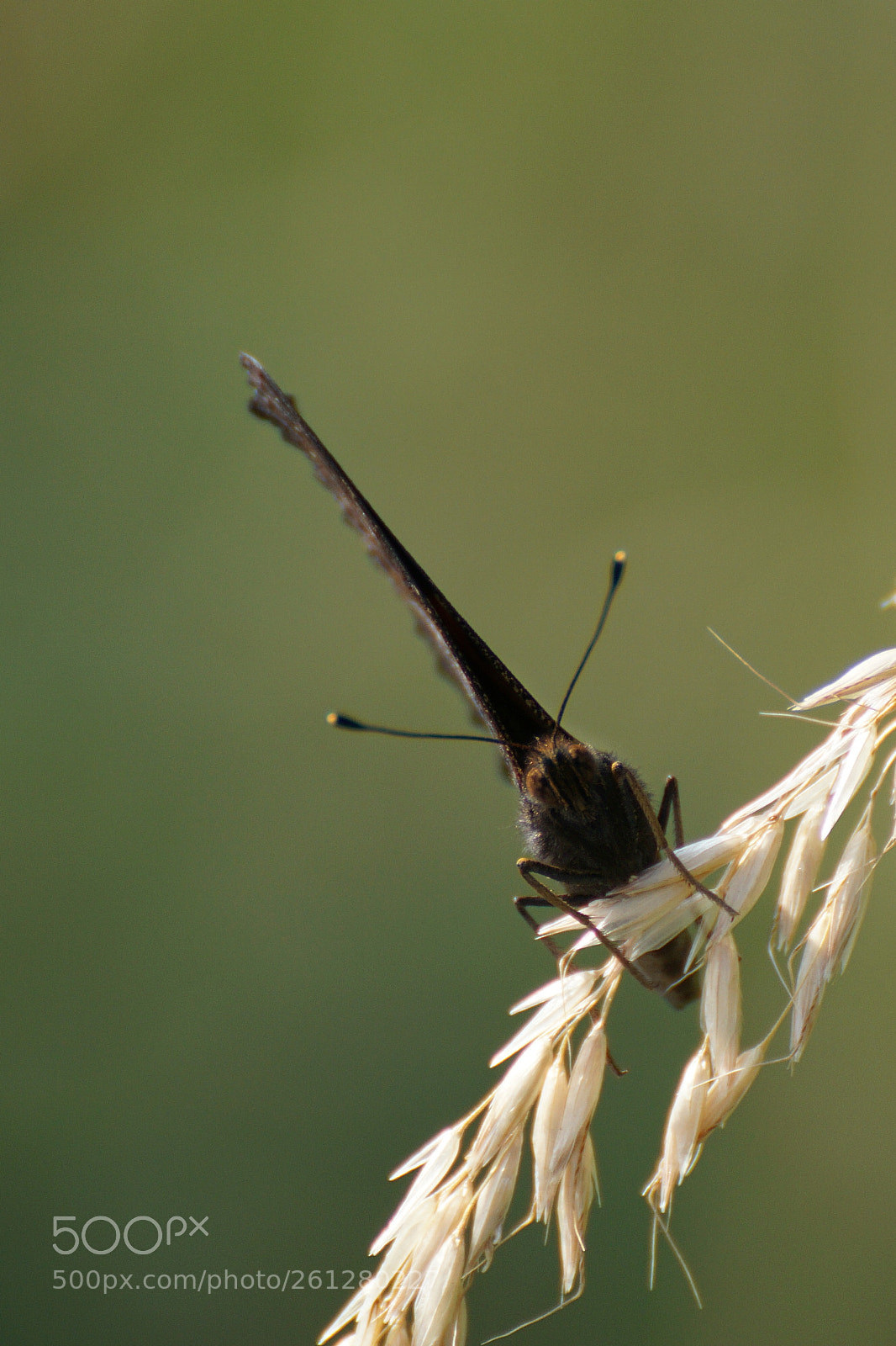 Sony a6000 sample photo. Dark butterfly photography