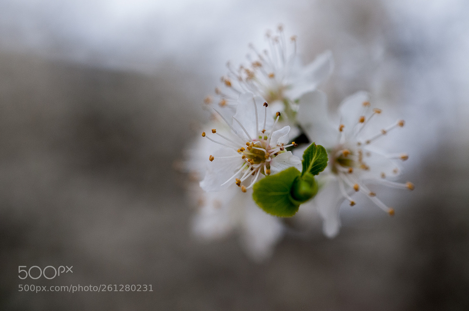 Nikon D300 sample photo. Flou photography
