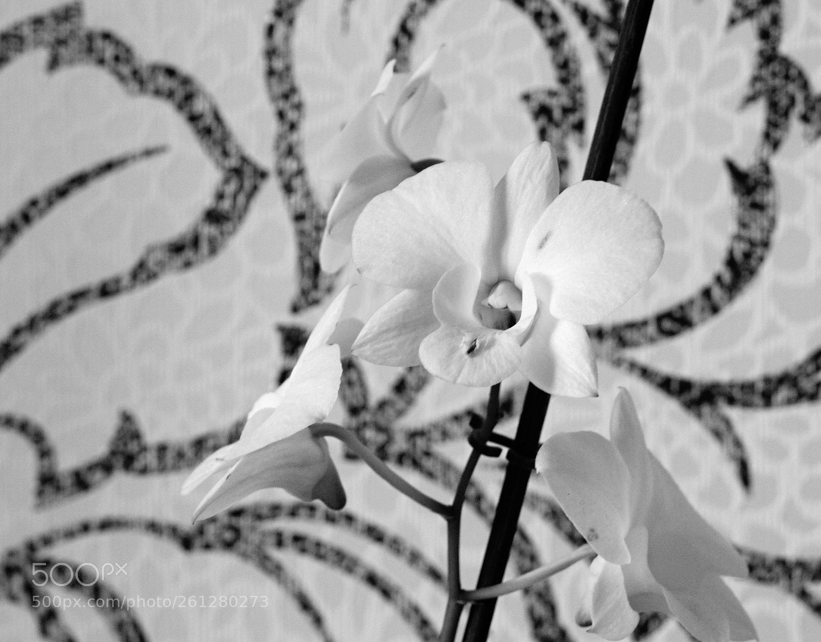 Canon EOS 77D (EOS 9000D / EOS 770D) sample photo. White orchid photography