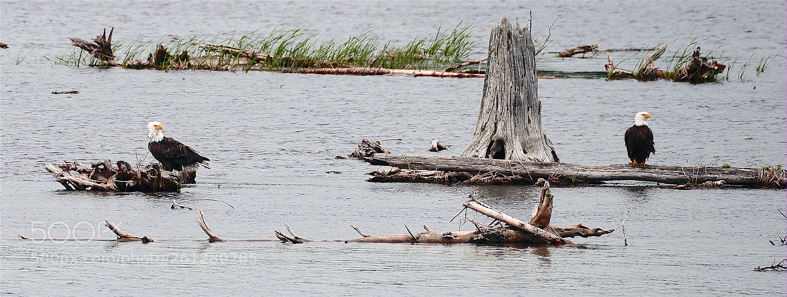 Nikon D800 sample photo. Bald eagles photography