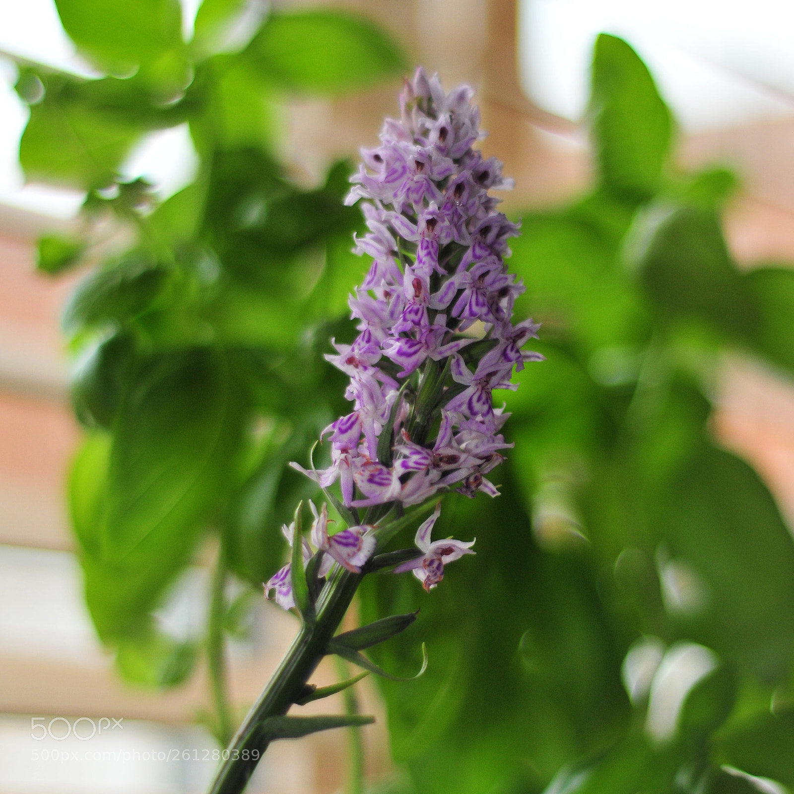 Nikon D300 sample photo. Common orchid photography