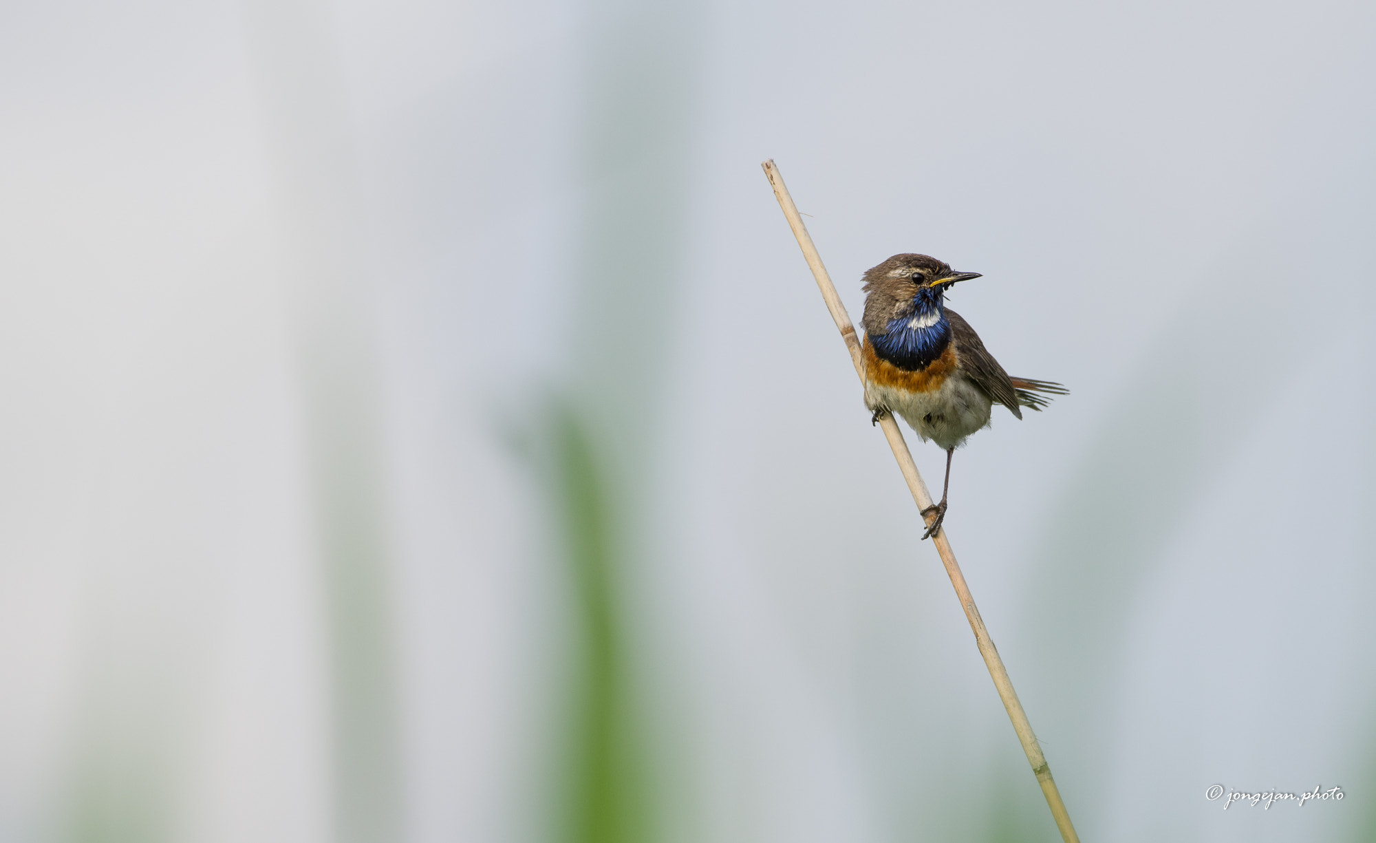 Pentax K-1 Mark II sample photo. Bluethroat photography
