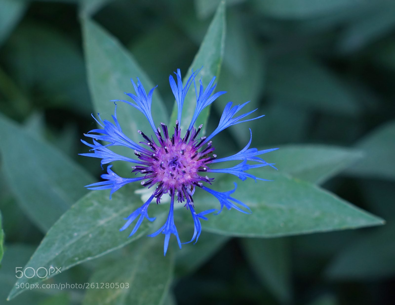Sony SLT-A58 sample photo. Blue star of flower photography