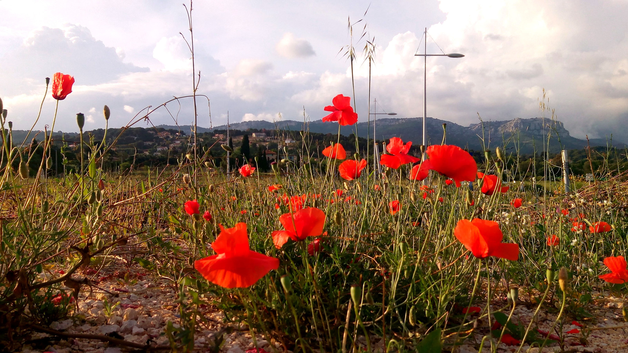 ASUS ZenFone 3 Max (ZC520TL) sample photo. Cloudy poppies photography