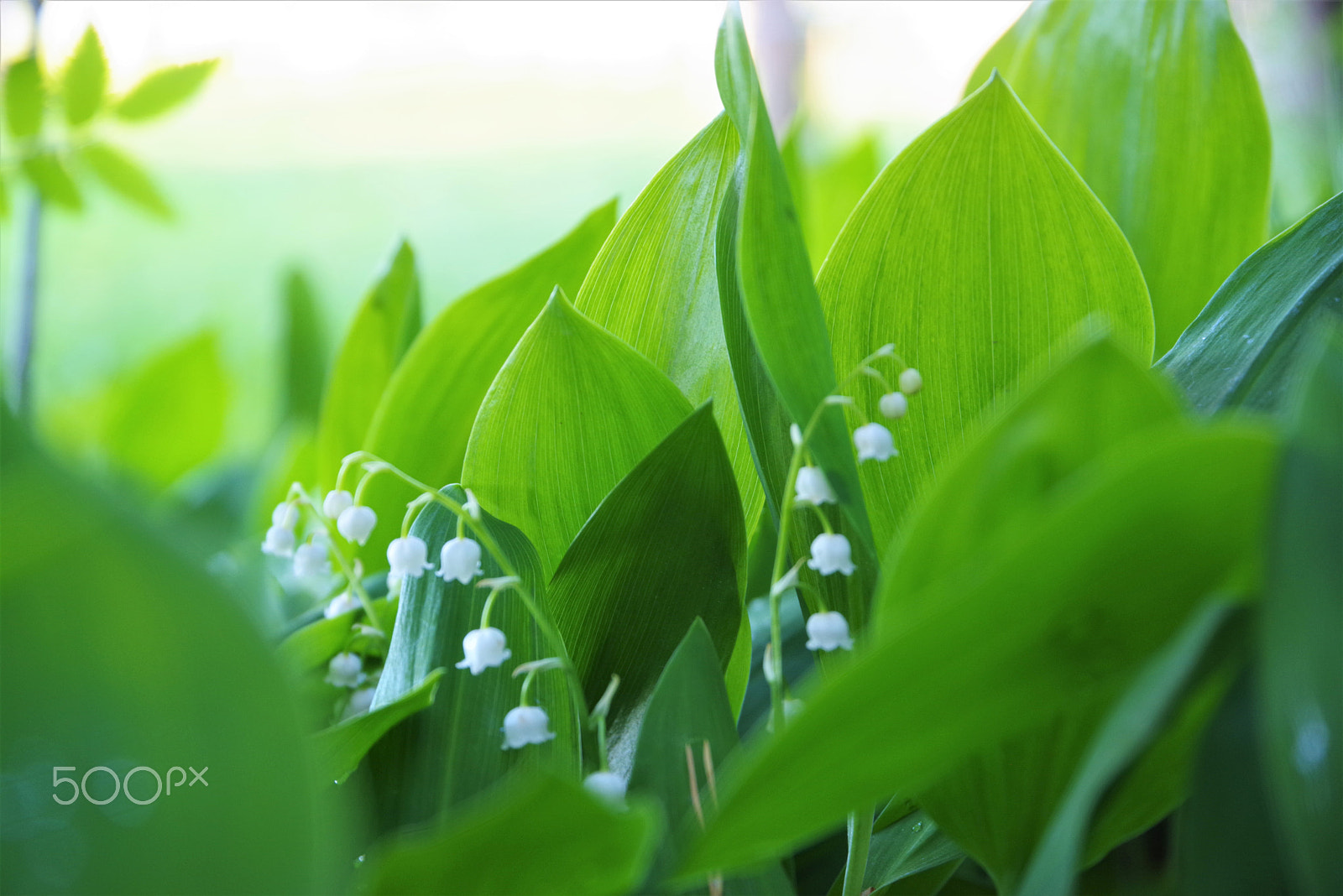 Pentax K-1 sample photo. Lily of the valley photography