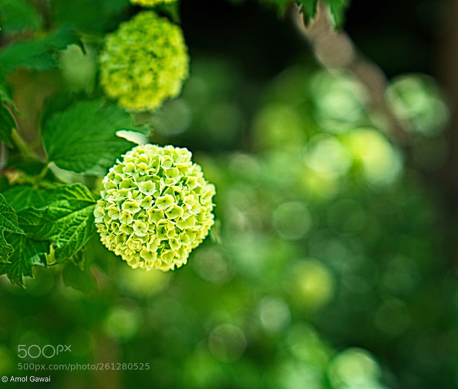Sony a6000 sample photo. Green beauty  photography