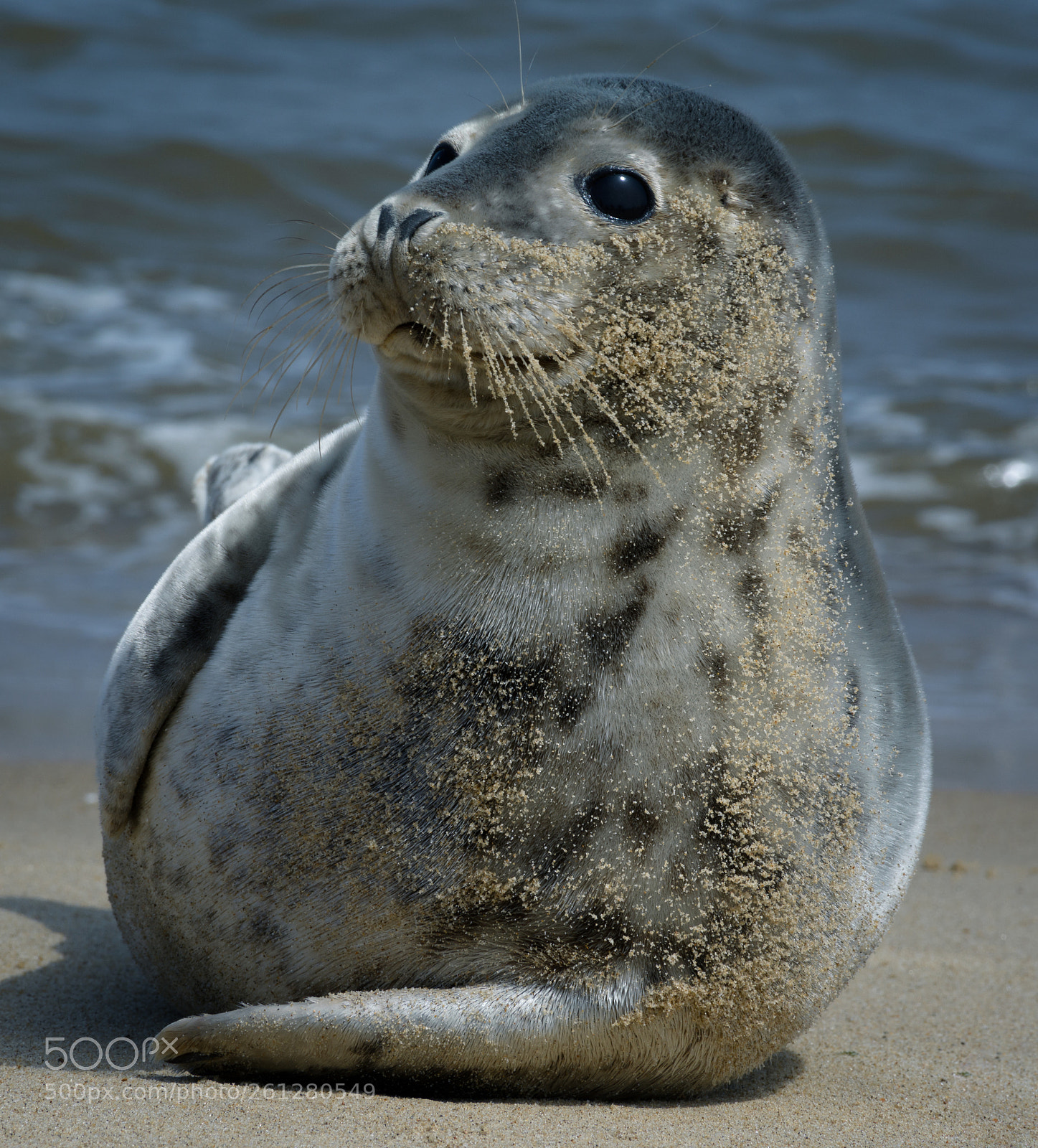 Nikon D7100 sample photo. Mr baby seal photography