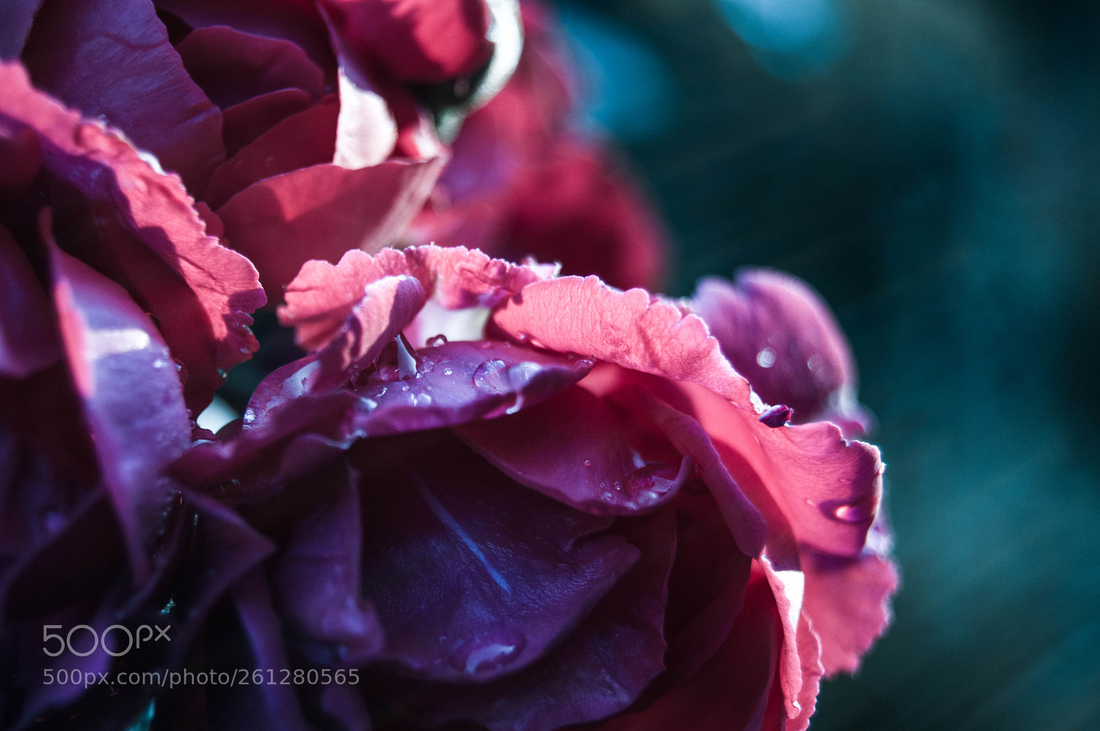 Nikon D3200 sample photo. Roses photography