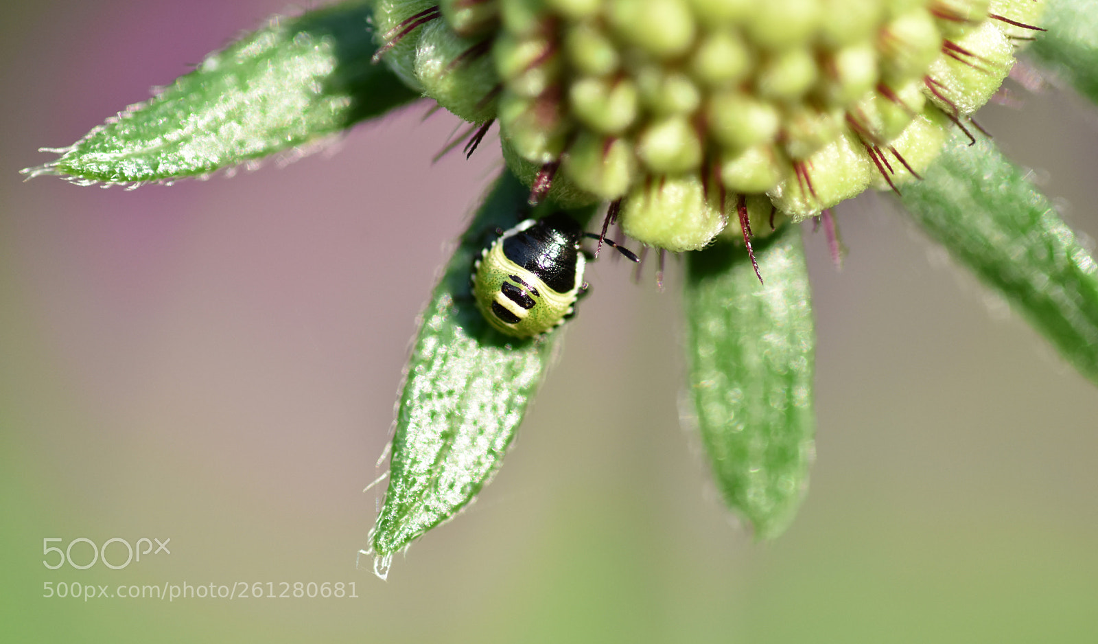 Nikon D7200 sample photo. Heteroptera (wants) photography